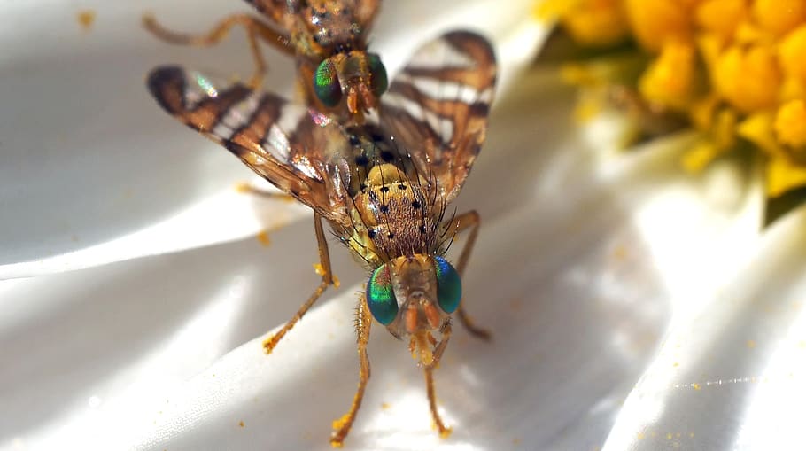 bohrfliegen, 8 mm, ojos verdes, cópula, insecto, volador, verde, de cerca, macro, margarita