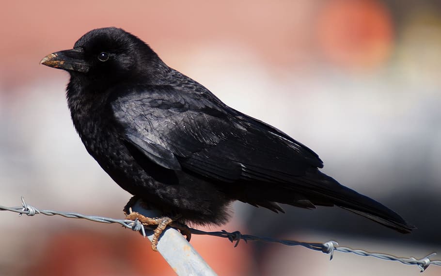 selective, focus photography, black, barbwire, Bird, Crow, American, Nature, wildlife, feather