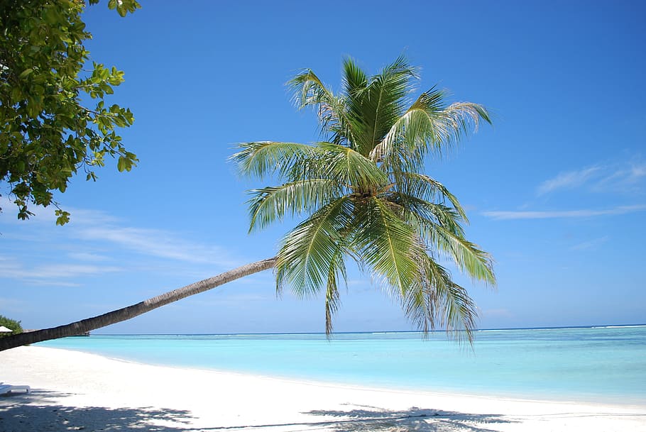 palm tree, body, water, sand, tropical, beach, summer, idyllic, holiday, paradise