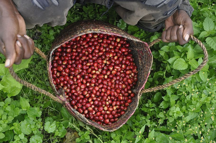 Coffee, Farm, ethio, food, agriculture, nature, freshness, organic, harvesting, human Hand