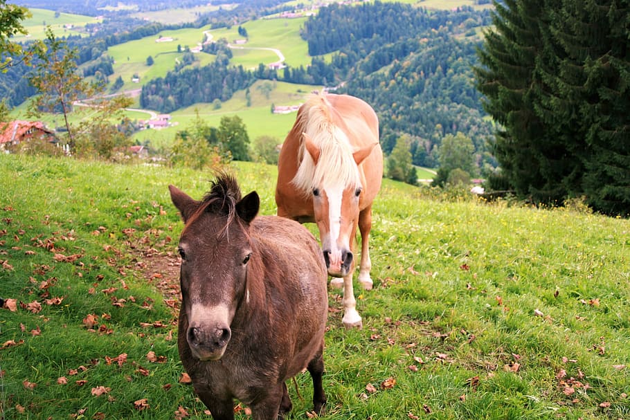 mountains, horses, autumn, meadow, view, bayern, domestic, mammal, livestock, domestic animals