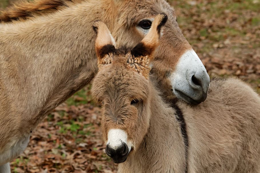 selective, focus photography, two, donkey heads, mediterranean donkey, cute, animal, domestic, farm, brown