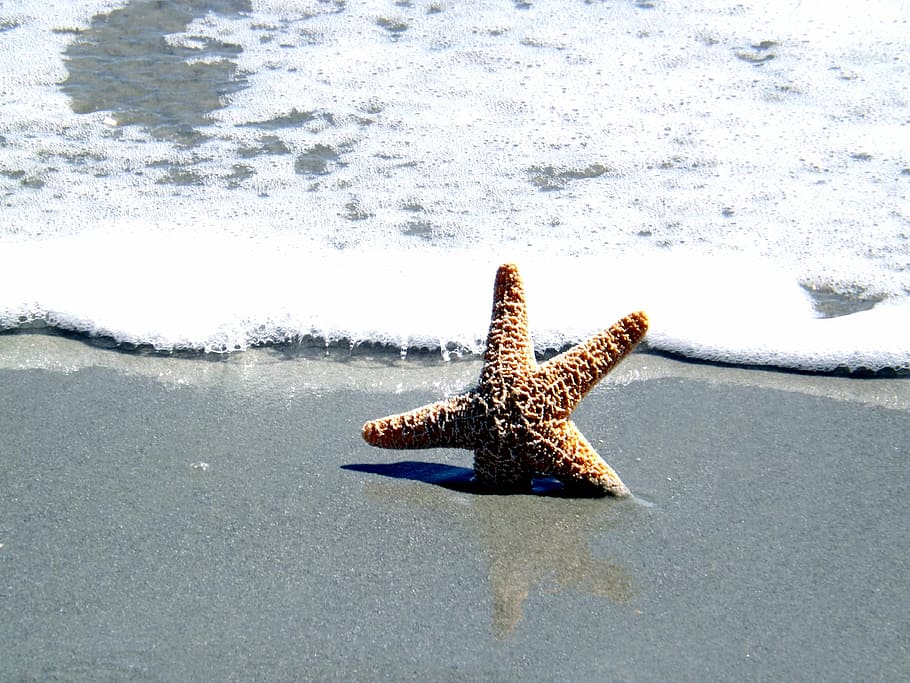 starfish on seashore, ocean, shell, star fish, sea, summer, beach, travel, nature, tropical