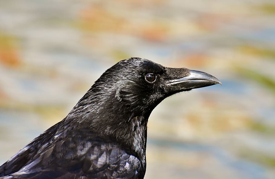 black, bird close-up photography, crow, raven bird, raven, nature, bill, carrion crows, common raven, animal
