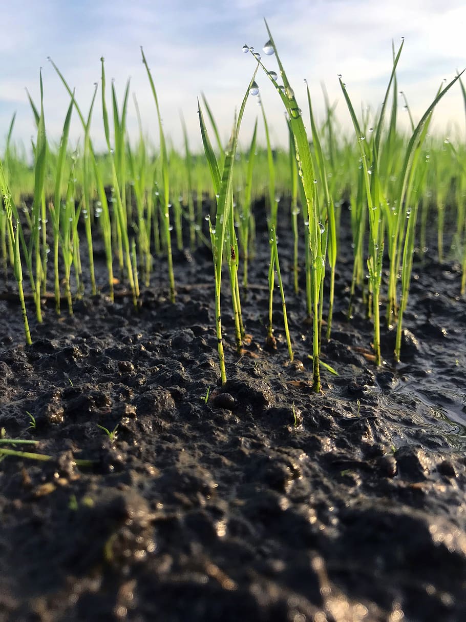rice, agriculture, farmer, green, dominicanrice, arrozdominicano, growth, plant, field, green color