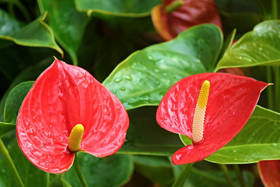 アンスリウムフラミンゴ花 アンスリウム フラミンゴ花 クワ科 花 赤 植物 エキゾチックな花 花びら 明るい Pxfuel