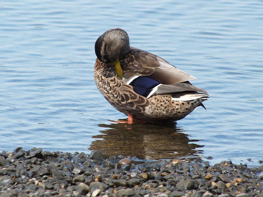 Duck, Female, Bird, Water, Lake, Cove, river, ducks, birds, nature
