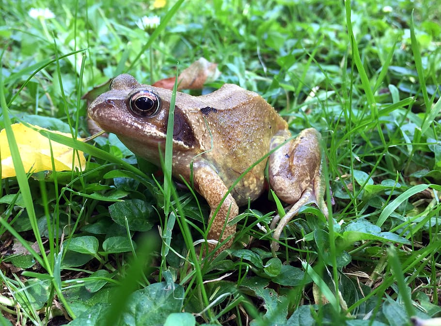 common frog, rana temporaria, nature, pond, wildlife, amphibians, summer, creature, frogs, garden