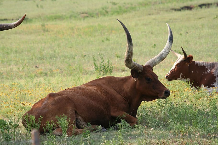Longhorn, Cow, Oklahoma, Agriculture, livestock, grass, pasture, ranch, cattle, beef