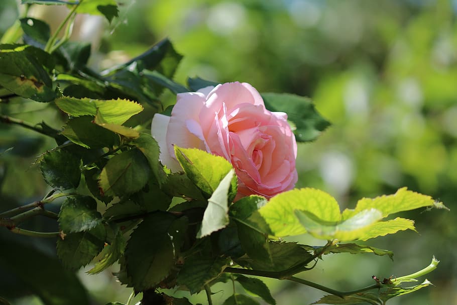 ピンク 花 庭 ピンクの花 夏の花 バラの木 自然 葉 植物 成長 Pxfuel