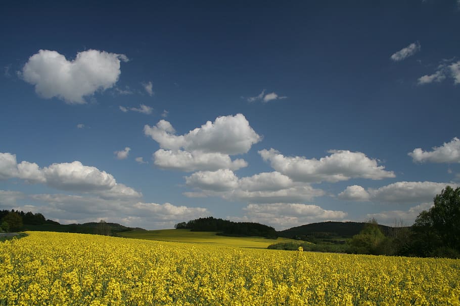 blue, sky, forest, nature, trees, distance, yellow, rape, clouds, heaven