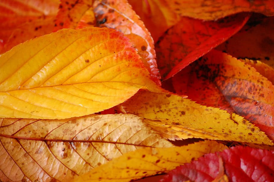 Bures, Couleurs, automne, hoja, otoño, cambio, color naranja, naturaleza, multicolor, parte de la planta