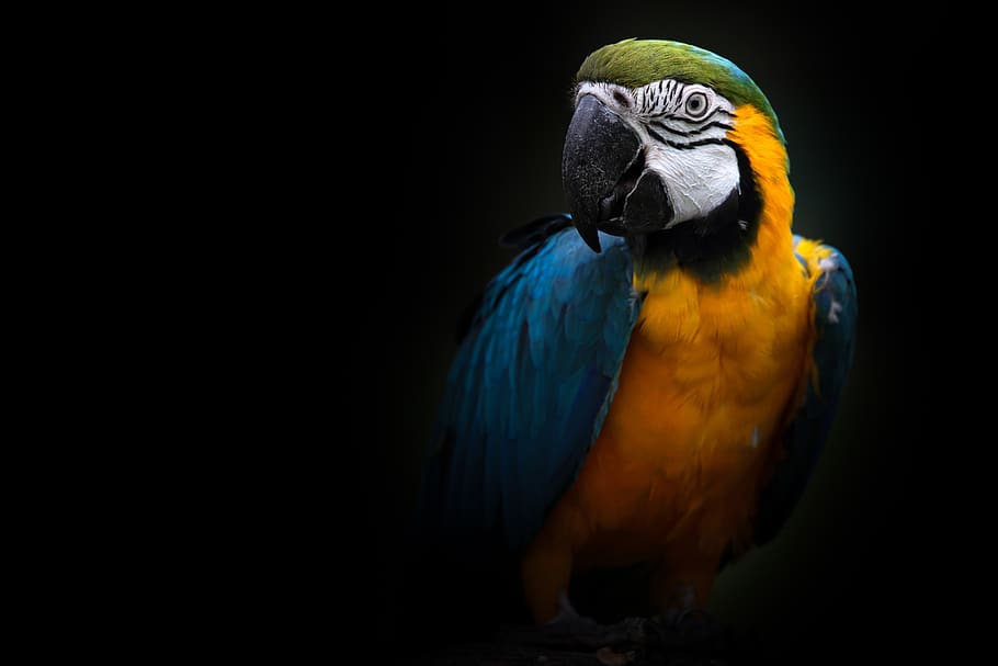 parrot, ara, animal, animal world, plumage, nature, blue, color, tropical, colorful