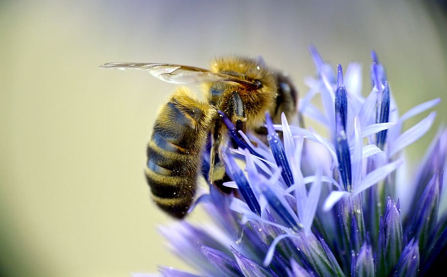 bee, sucking, pollen, purple, flower, european honeybee, pollinator, insect, blue, rubus fruticosus