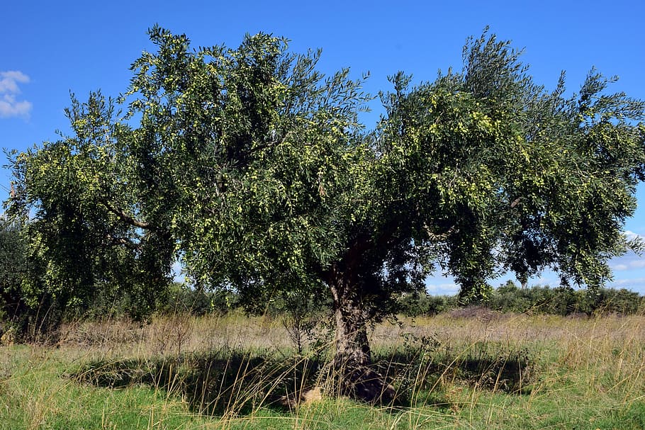 olive tree, olivier, tree, olives, olive harvest, plant, olea europaea, real tree, nature, fruits
