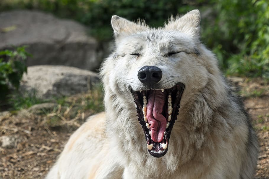 yawning, white, wolf, laying, ground, yawn, hangover, crocs, predator, jaw