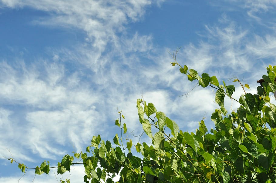 grapevine, sky, clouds, nature, greenery, blue, summer, growth, plants, sunny