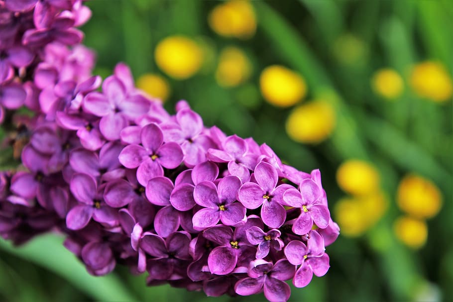 selective, focus photography, purple, petaled flower, without, lilac, spring, blooms, green, flower