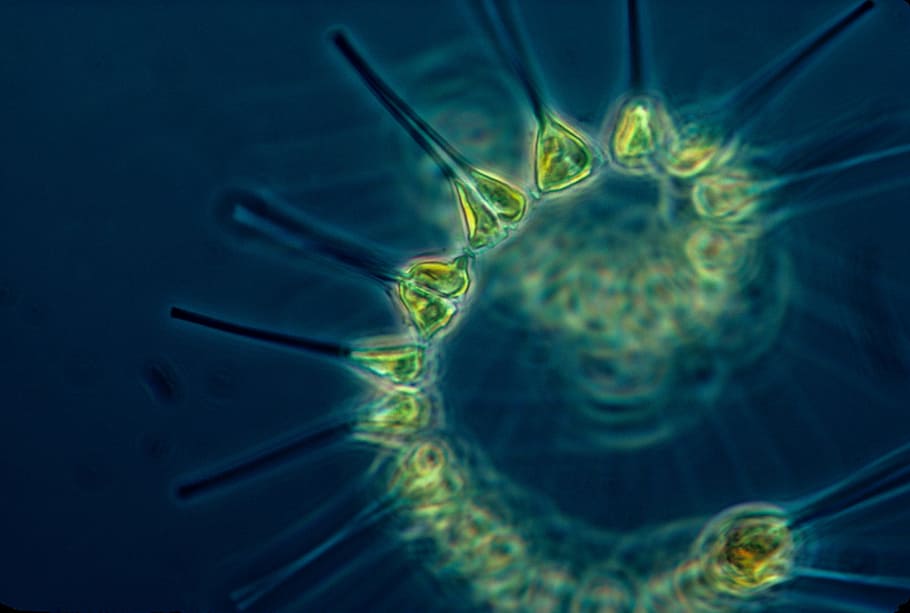 micro, fotografía, verde, bacterias, fitoplancton, plancton, organismo vivo, base de la cadena alimentaria, océanos, cadena alimentaria del océano
