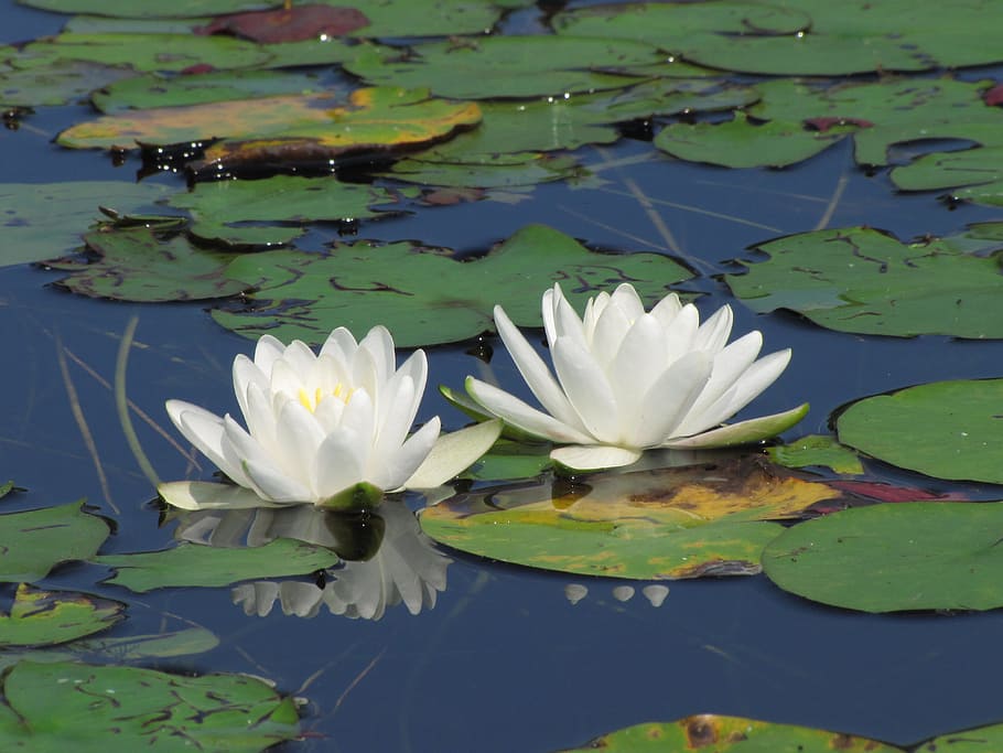 water lily, white, lily pad, pond, flower, lake, floating, floating on water, leaf, water