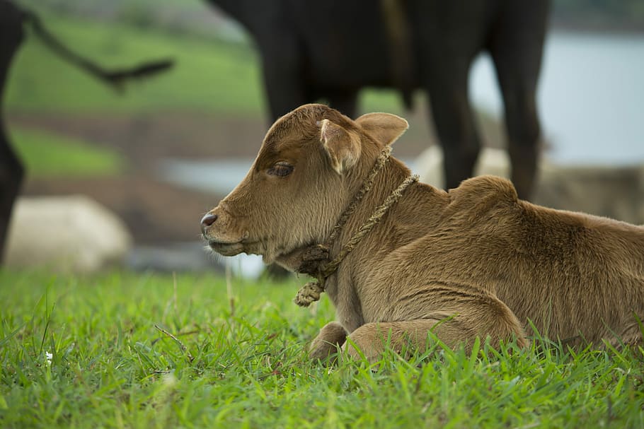 Bebé, granja, ternero, alimentación, vaca, madre, pasto, animal bebé, naturaleza, ganado