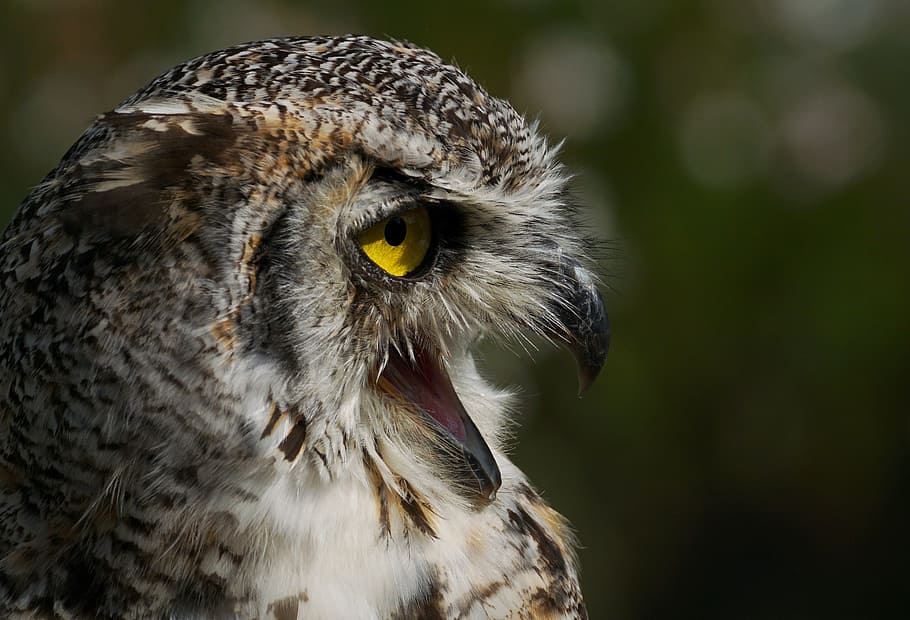 eagle owl, owl, bird, bird of prey, feather, plumage, bill, raptors, wildlife photography, falconry