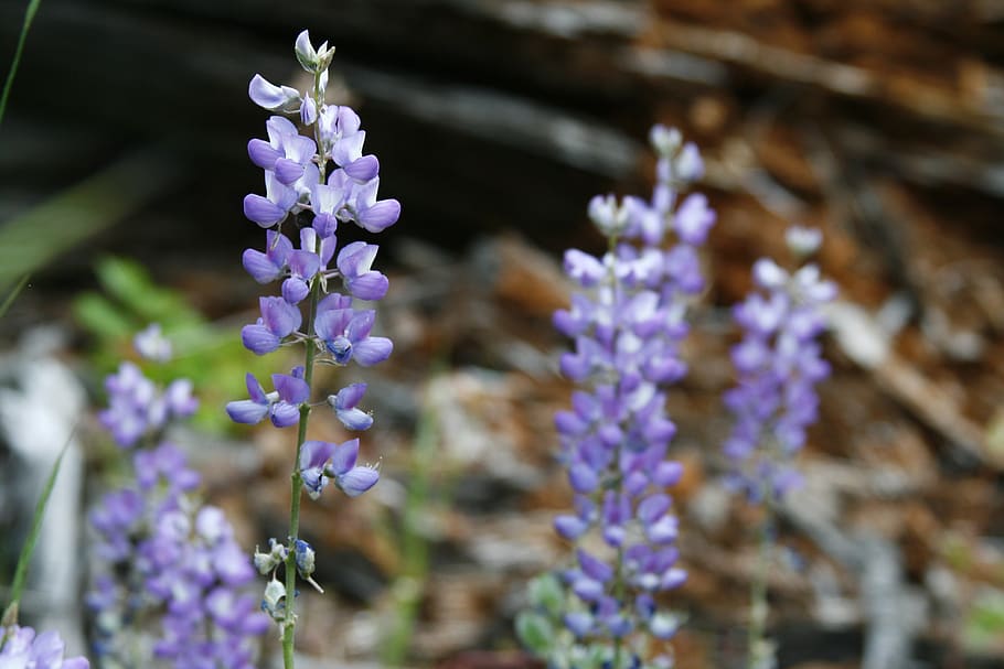lupino, naturaleza, azul, floración, púrpura, primavera, Flor, planta floreciente, planta, frescura