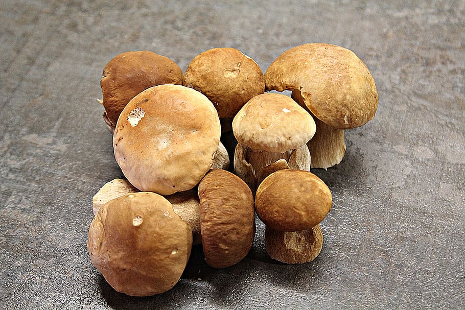 jamur porcini, jamur, hutan, cep, dimakan, jamur hutan, segar, sehat, mengumpulkan, busuk mulia