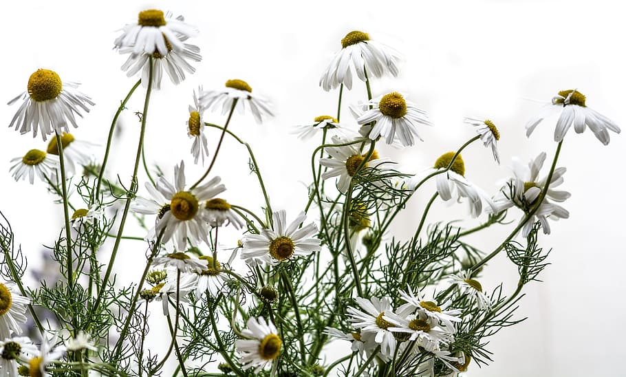 white, common, daisy flowers, chamomile, flowers, nature, plant, natural, herb, green