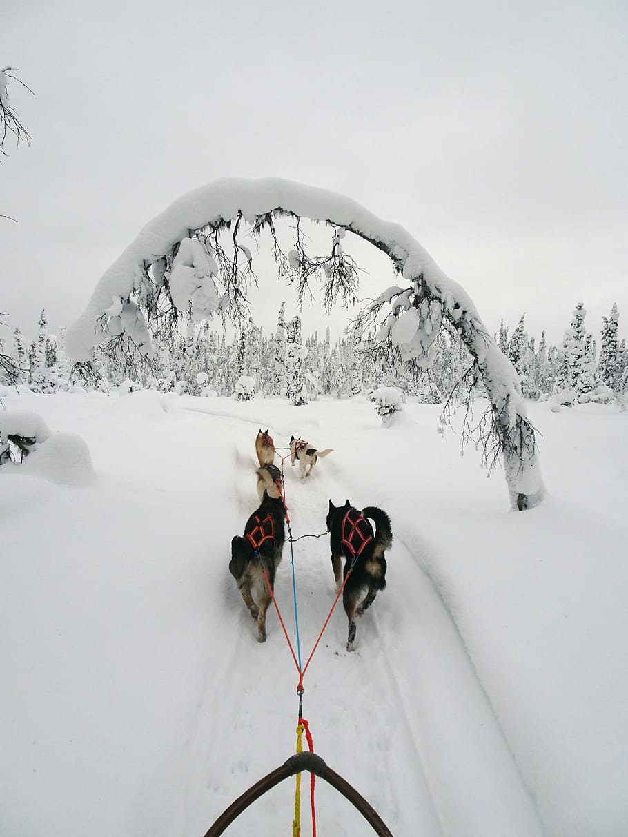Finland, Winter, Wintry, Lapland, Cold, snow, snowy, landscape, winter mood, huskies