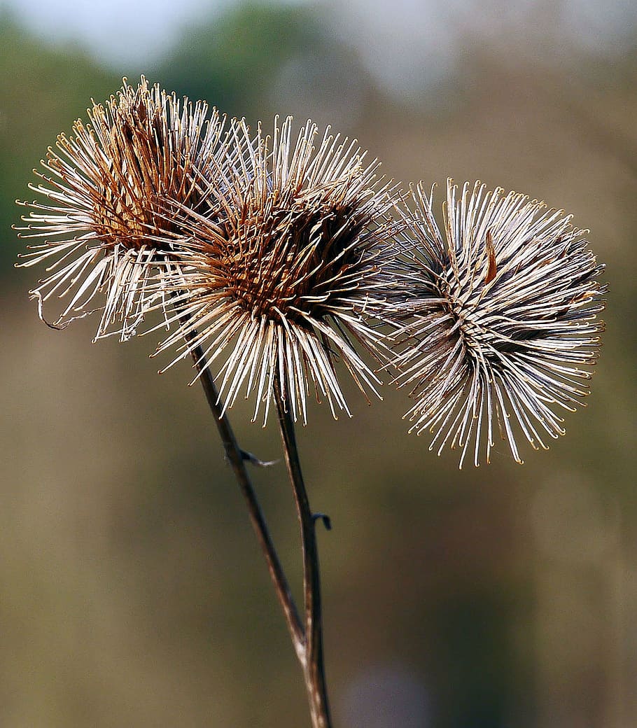 hook and loop closure, winter, dry, bush, balls, barb, focus on foreground, flower, thistle, close-up