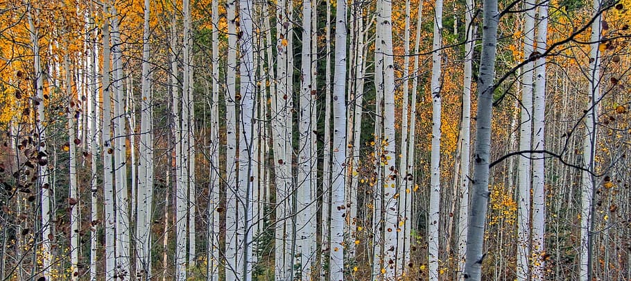 forest, body, water, aspen, trees, nature, autumn, colorful, wilderness, outdoors
