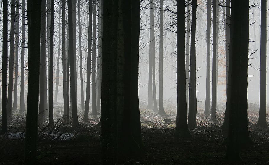 árboles sin hojas, árboles, niebla, otoño, sombrío, misterioso, lobo feroz, miedo, tronco, corteza