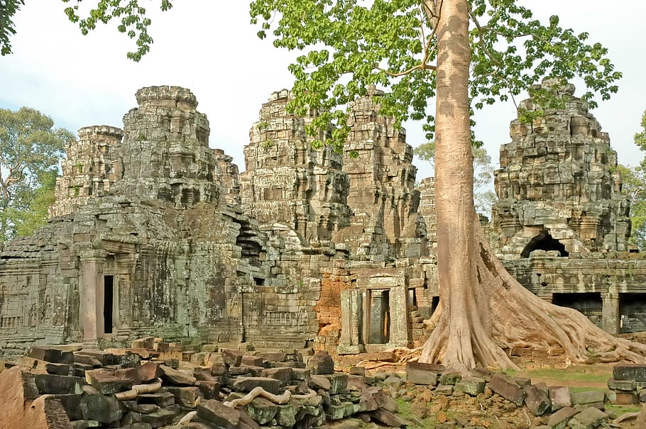 Cambodia, Temple, Angkor Wat, Roots, asia, old ruin, ancient, architecture, history, ancient civilization