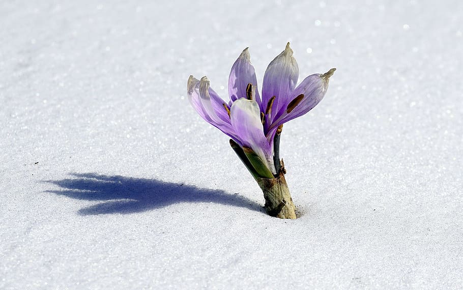 purple, crocus flower, white, sand, daytime, Winter, Flower, Snow, Botany, Cold