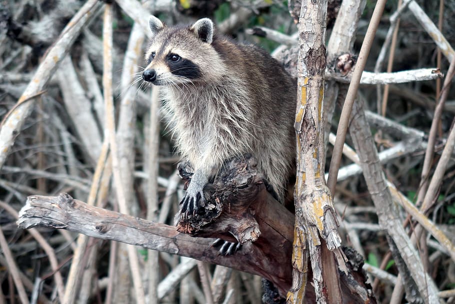 raccoon, show, raccoons, mangrove forests, procyon lotor, animal wildlife, animal themes, animal, one animal, animals in the wild