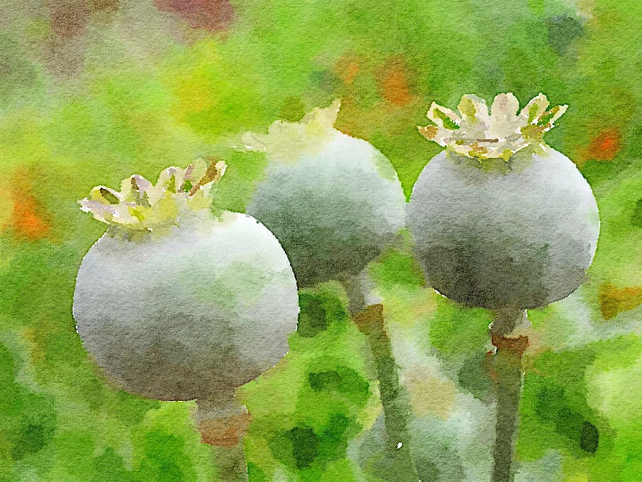 watercolour, art, flower, poppy, green color, plant, indoors, close-up, freshness, nature