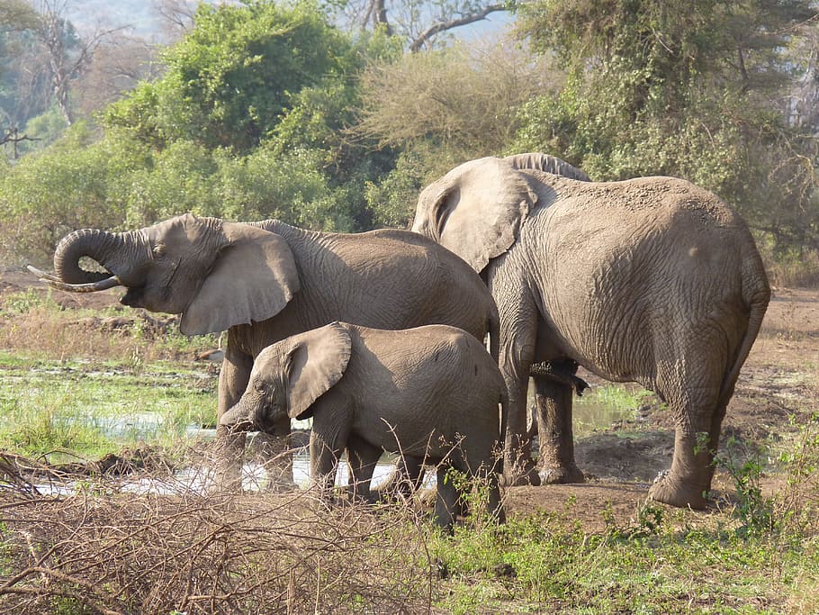 tres, elefantes, campo, familia de elefantes, África, elefante, tanzania, safari, animales salvajes, dos animales