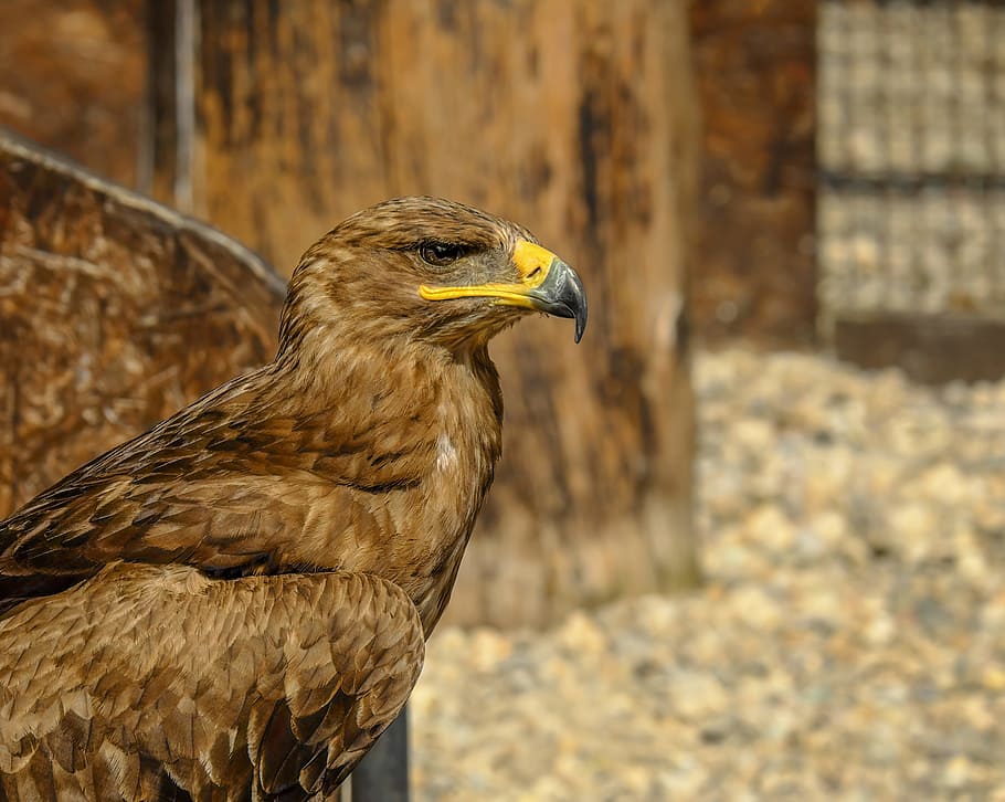 brown, gray, long-beak bird, of prey eagle, savannah eagle, adler, bird, bird of prey, animal, medium-large bird of prey