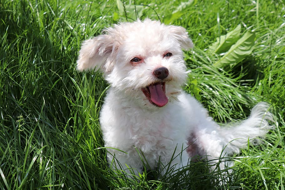 white, dog, green, grass, animal, pet, cute, race, small, bolonka zwetna