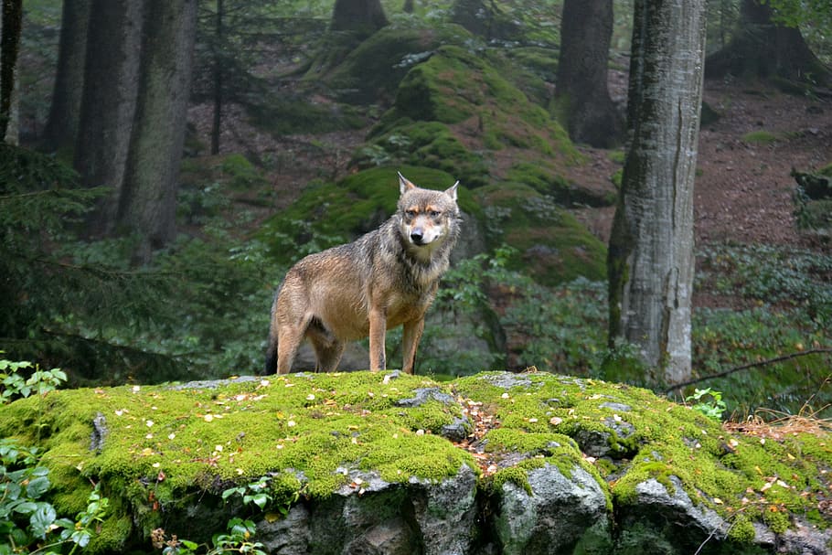 brown, coyote, standing, green, grass field, rock cliff, daytime, wolf, pack leader, animal