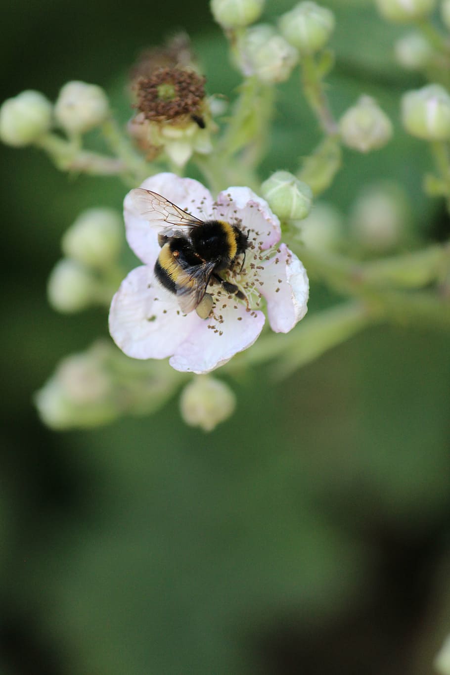 blackberry, hummel, garden, pollination, nectar, close, pollen, nature, bee, flower