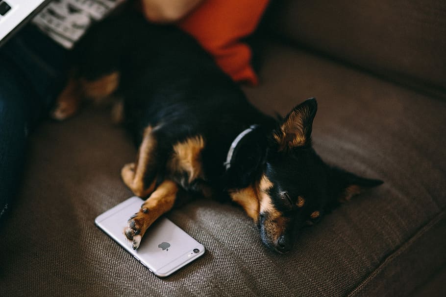 tidur, anak anjing, tidur dengan, iPhone 6, teknologi, iphone, anjing, hewan peliharaan, telepon, ponsel