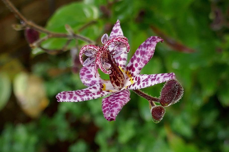 flower, blossom, bloom, lily, tricyrtis hirta, plant, nature, white to purple, spotted, botany