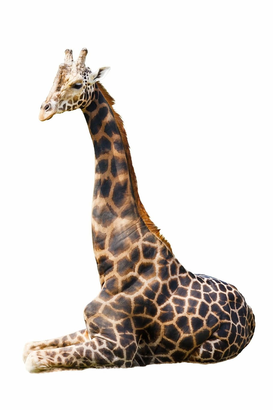 giraffe, white, surface, africa, african, animal, big, brown, close-up, cute