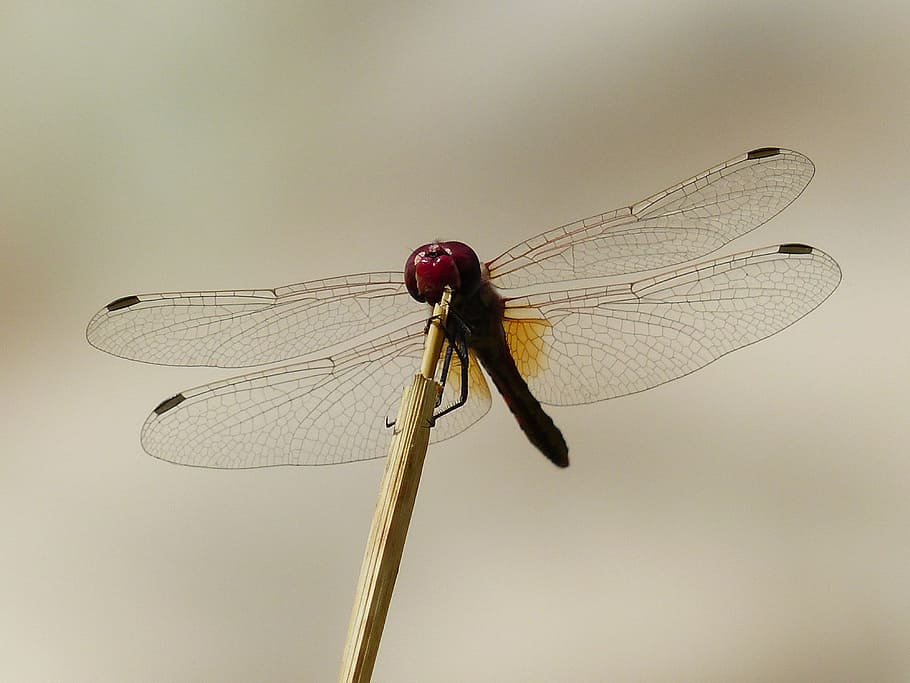 dragonfly, red, head, animal, insect, flight insect, crimson heidelibelle, sympetrum sanguineum, sailing dragonfly, libellulidae