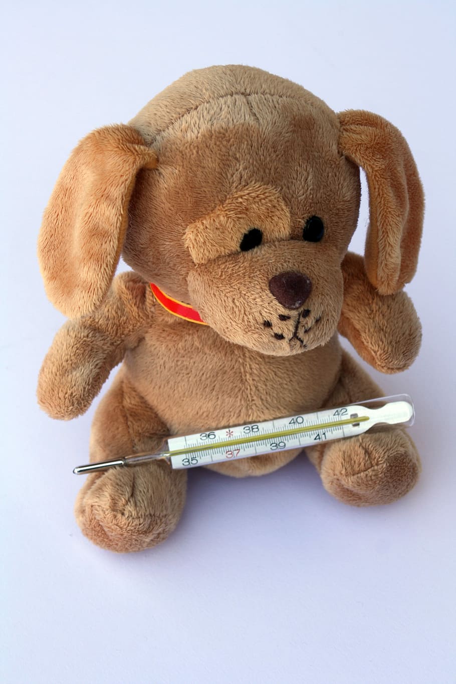 plush, toy, thermometer, Dog, Stuffed Animal, Ill, teddy, injured, fever, association