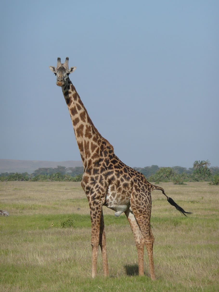 brown, giraffe, field, daytime, kenya, africa, safari, nature, wildlife, safari Animals