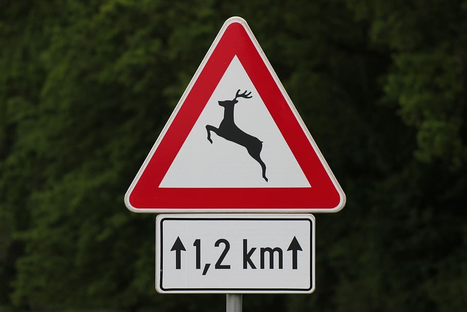 traffic sign, deer on the street, warning, danger, sign, communication, guidance, road sign, warning sign, shape