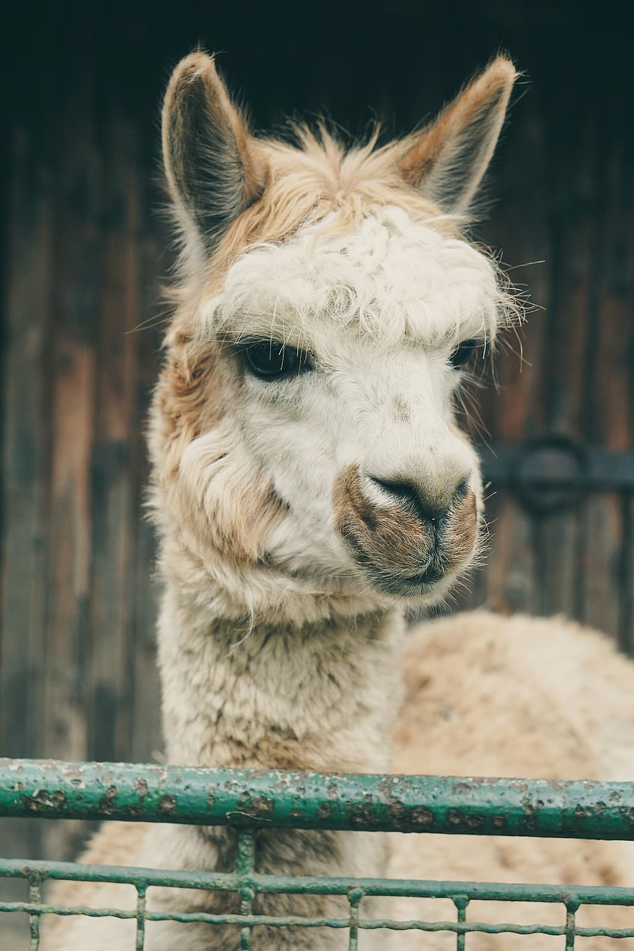 lama, alpaca, captivity, black and white, fence, zoo, wildlife photography, sad, locked up, fencing